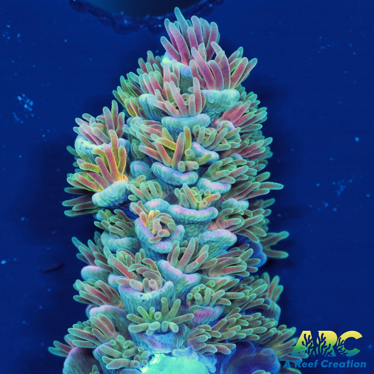 ARC Fell Beast Tenuis