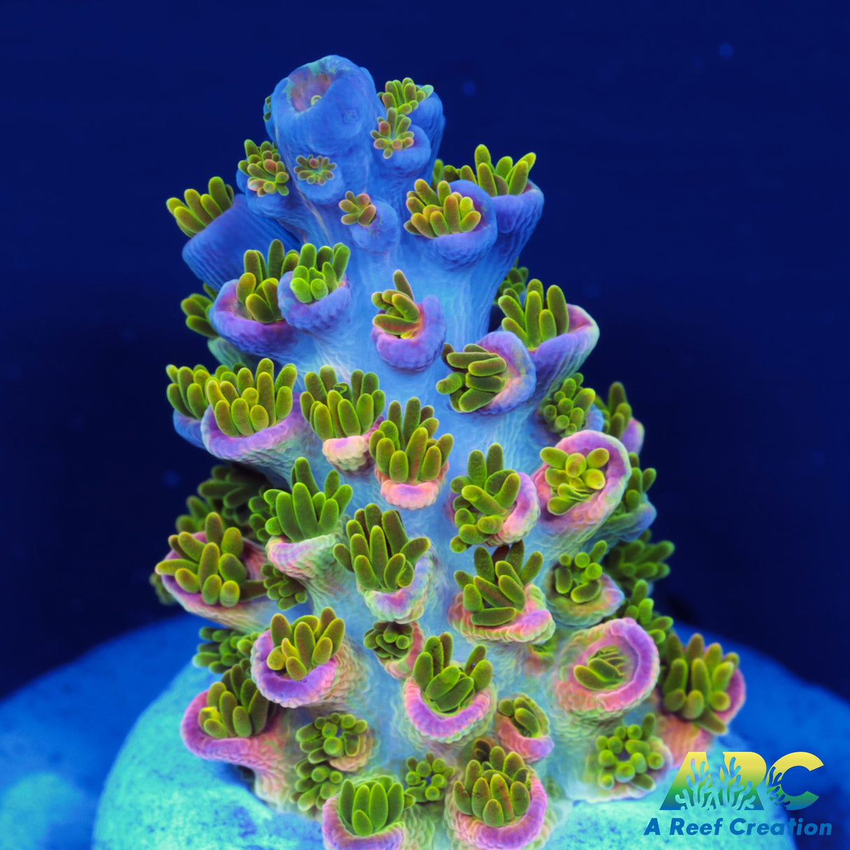 Sanjay's Wrecking Ball Acro