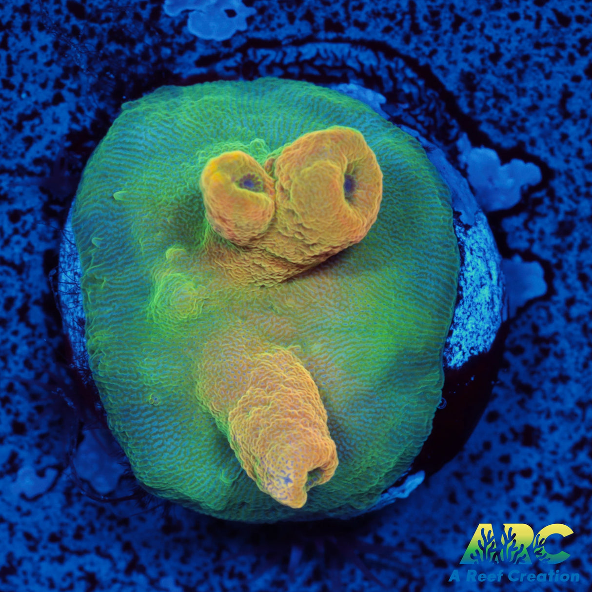 RRC Jaw Dropper Acro