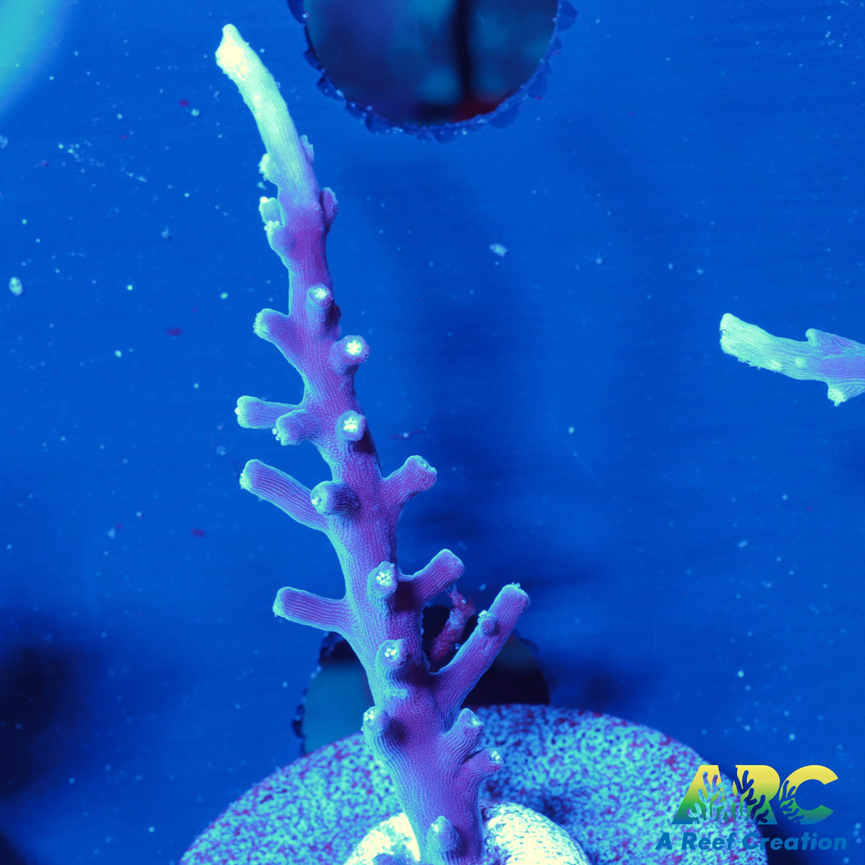 ARC Purple Dragon Acro