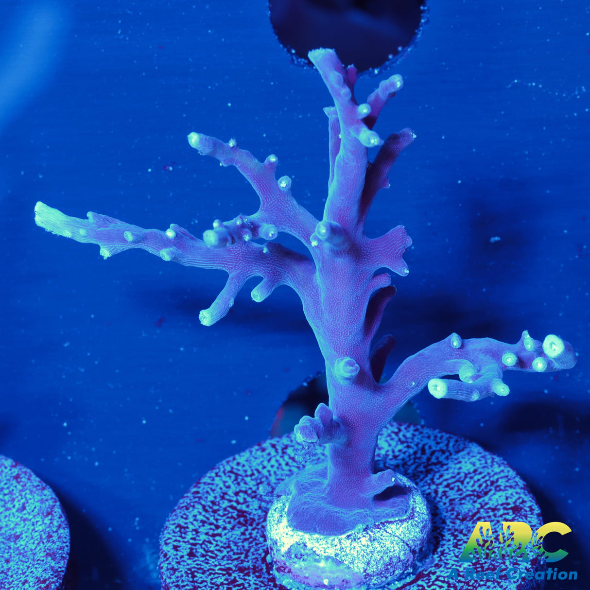 ARC Purple Dragon Acro