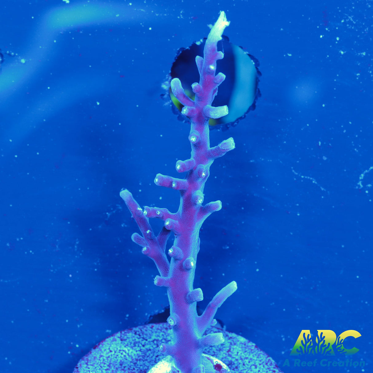 ARC Purple Dragon Acro