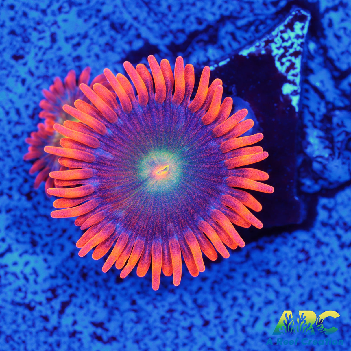 CC Mango Fusion Zoa