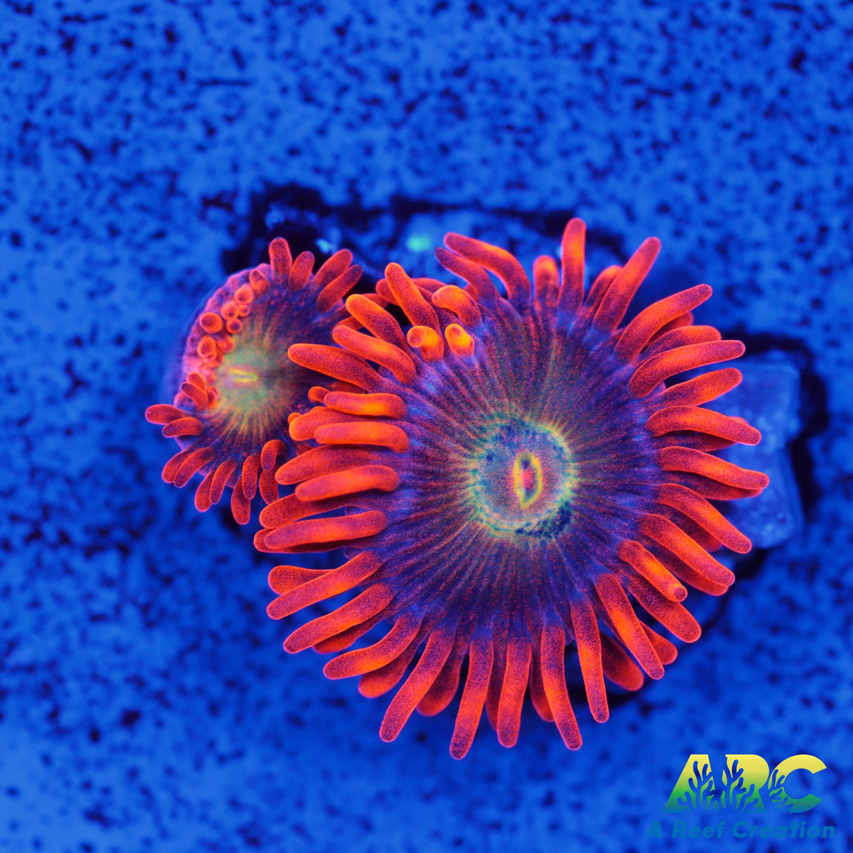 CC Mango Fusion Zoa