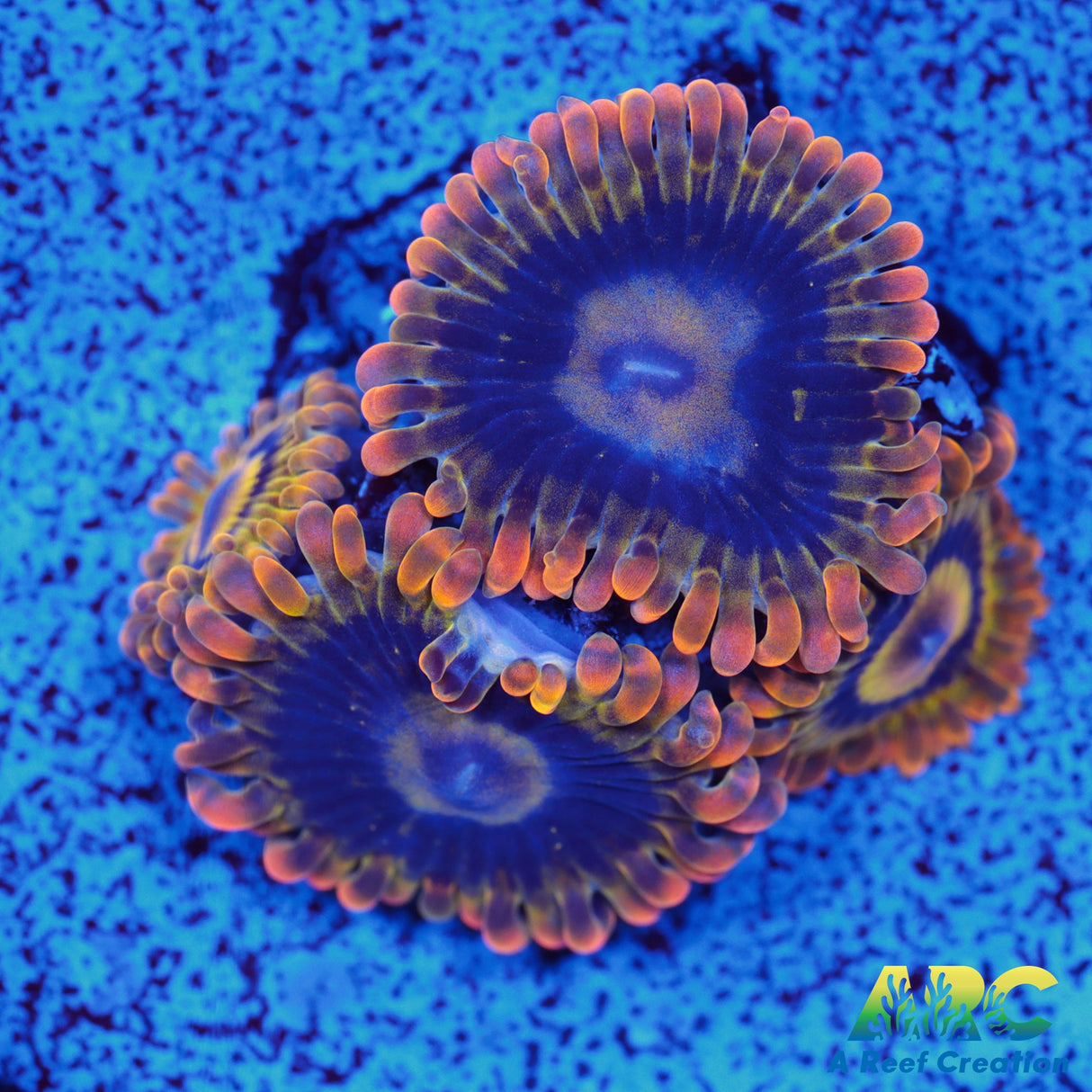 Rainbow Yoda Zoa