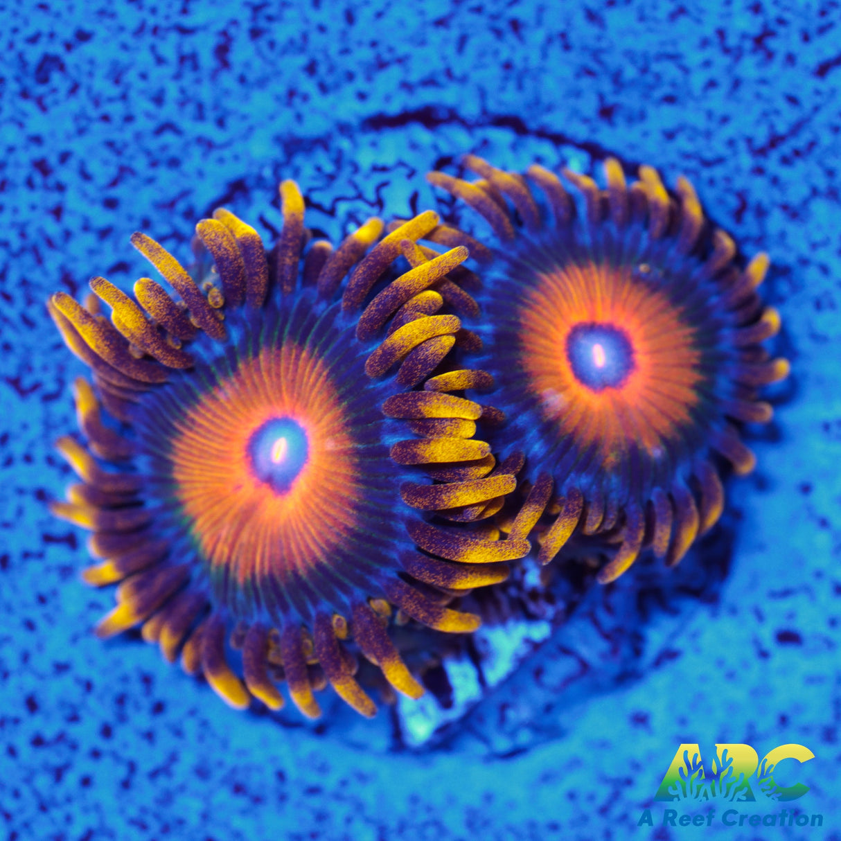 OG Super Saiyan Zoa