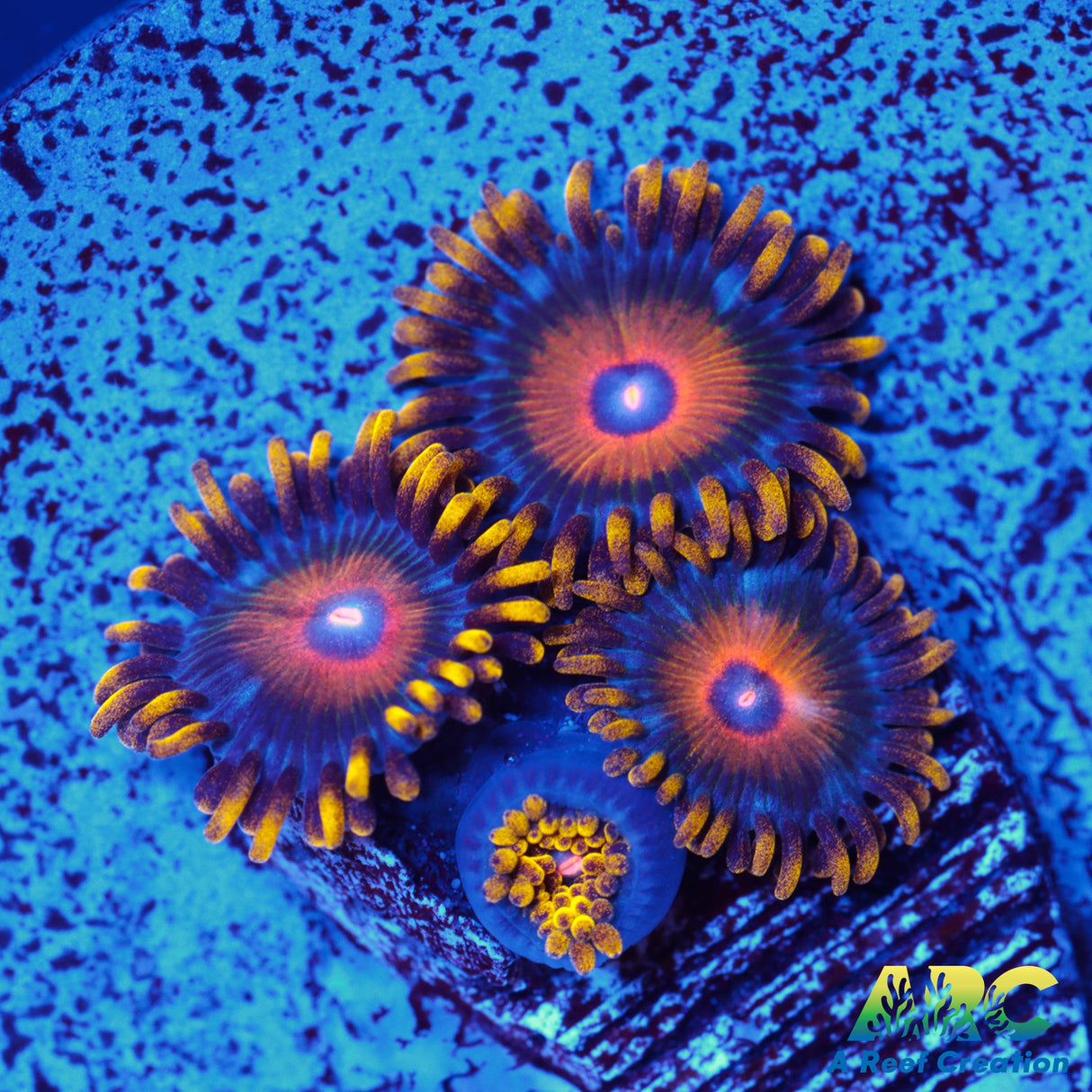 OG Super Saiyan Zoa