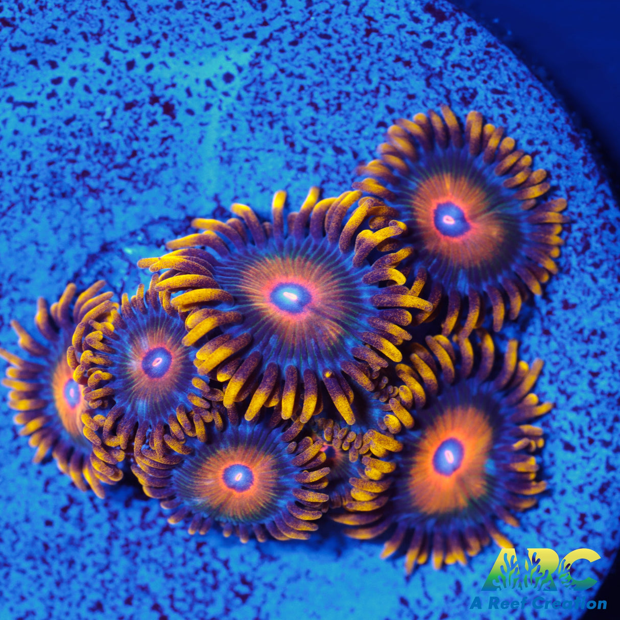 OG Super Saiyan Zoa
