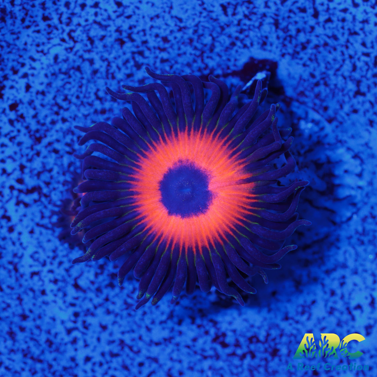 Johnny's Sea Pumpkins Zoa