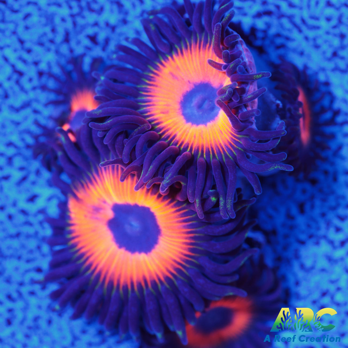 Johnny's Sea Pumpkins Zoa