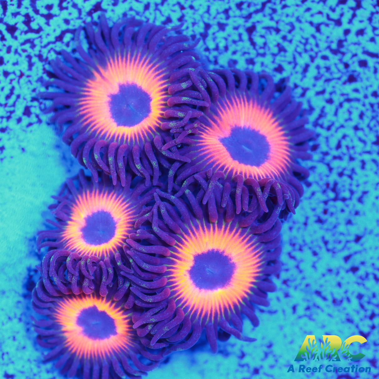 Johnny's Sea Pumpkins Zoa