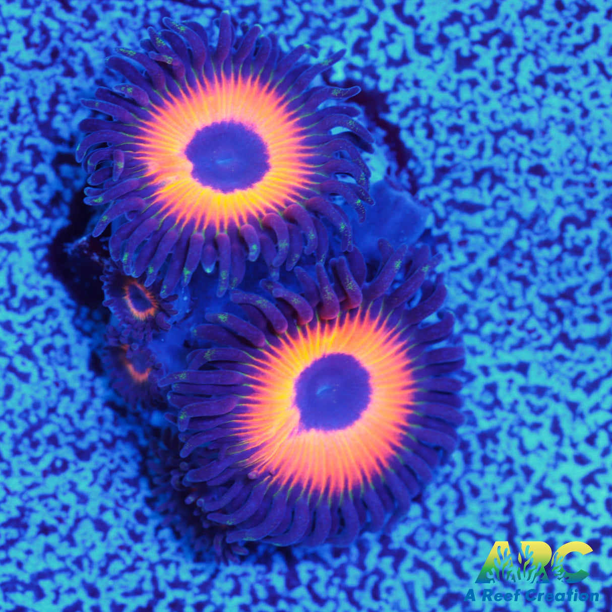 Johnny's Sea Pumpkins Zoa