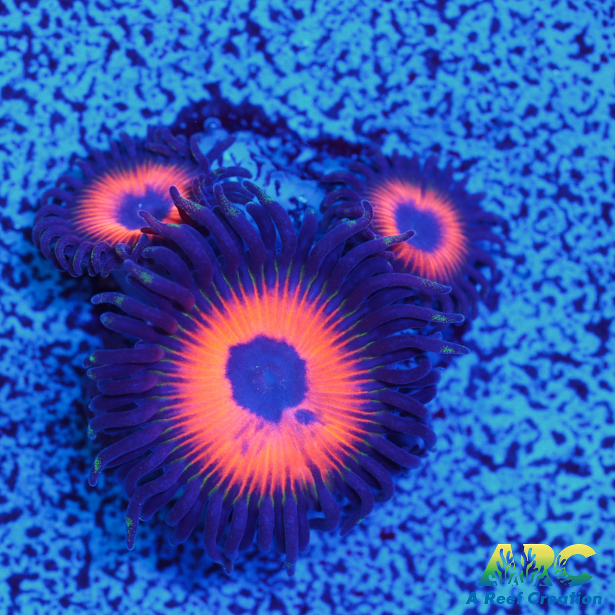 Johnny's Sea Pumpkins Zoa