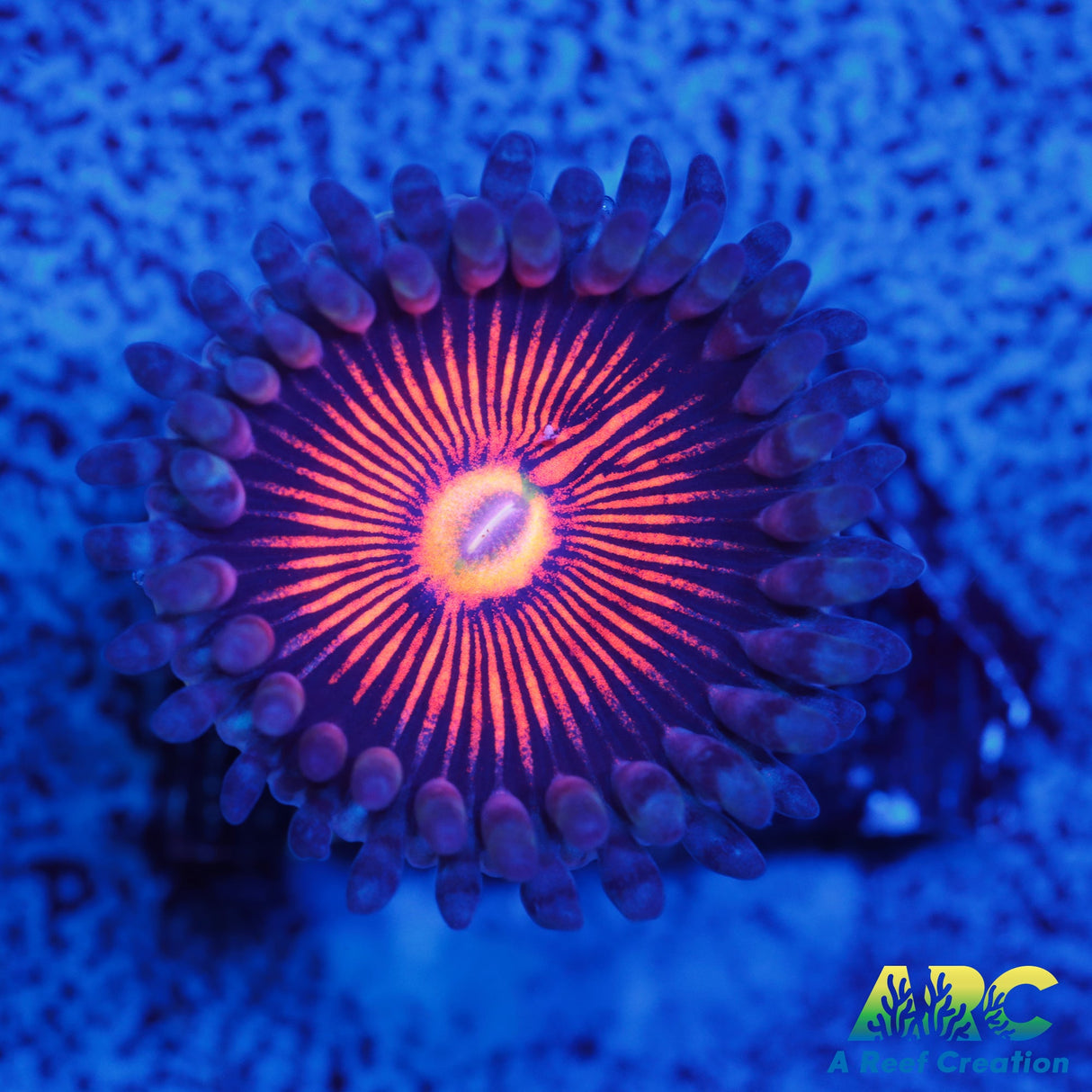 God of War Revolution Paly