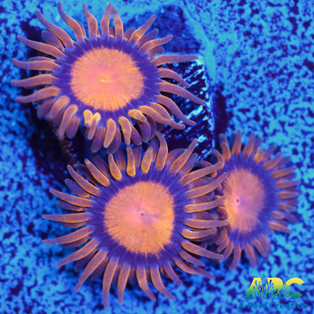 King Midas Zoa