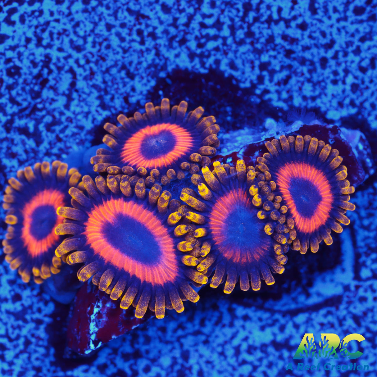Jungle Juice Zoa