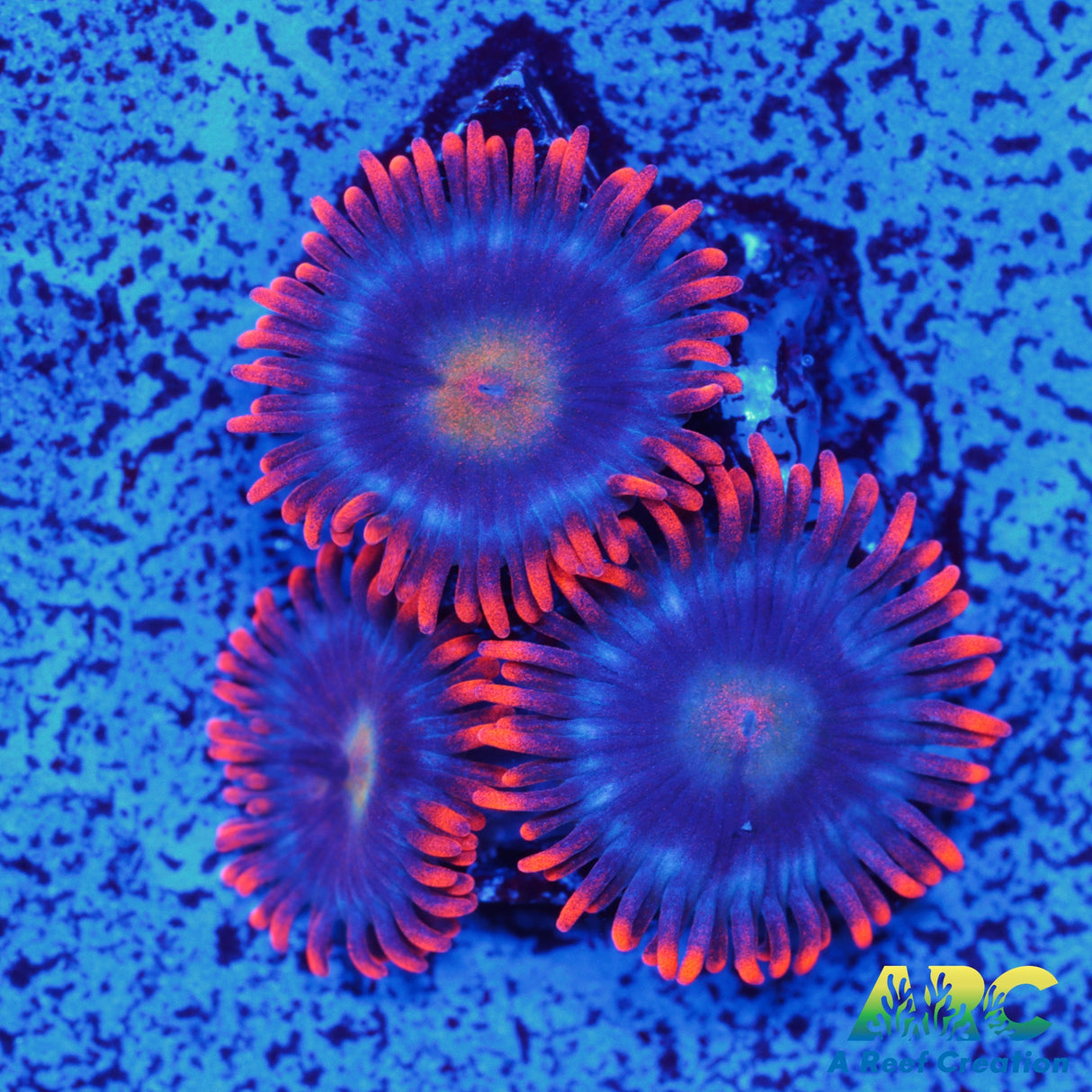 CC Burning Blue Sky Zoa