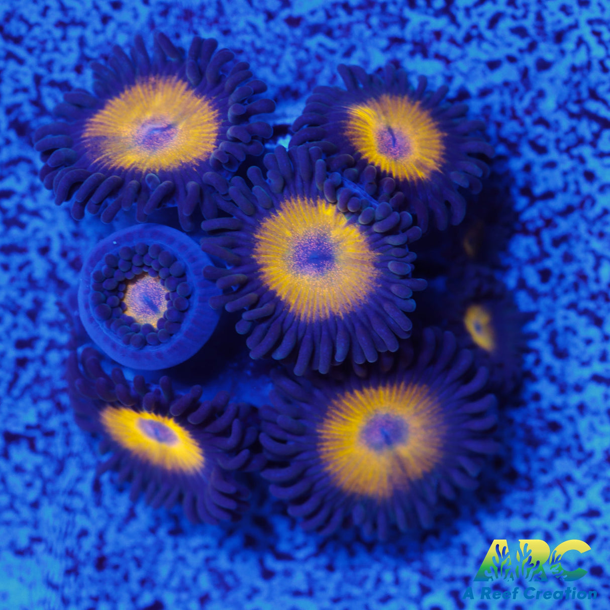Vitamin B Zoa