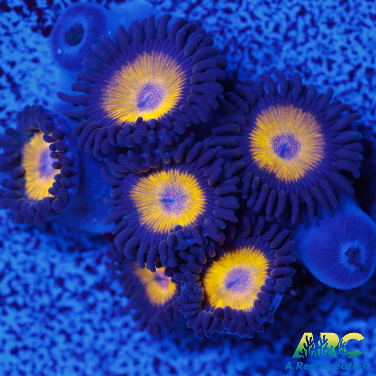 Vitamin B Zoa