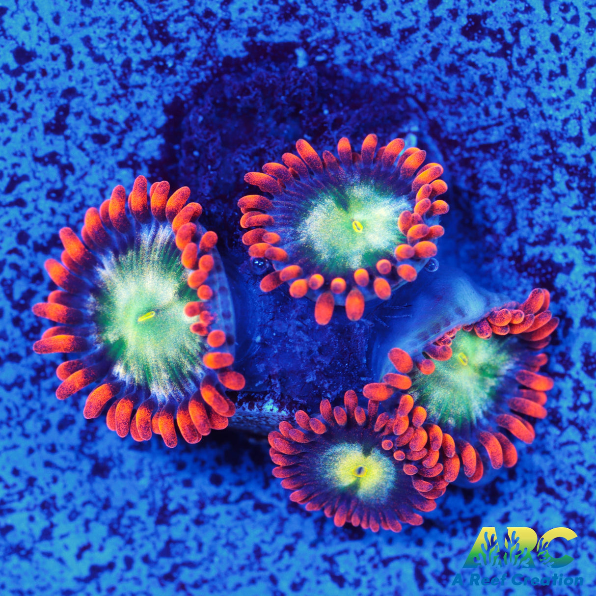 Ring Of Fire Zoa