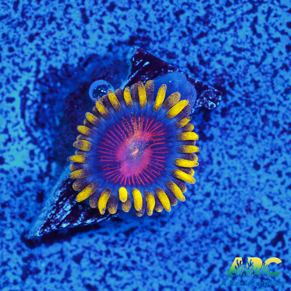 CC Spitfire Zoa