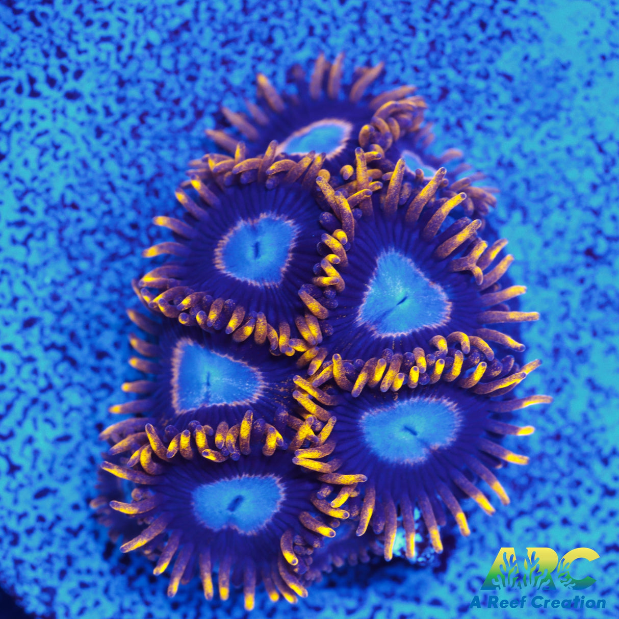 Frozen Hornet Zoa