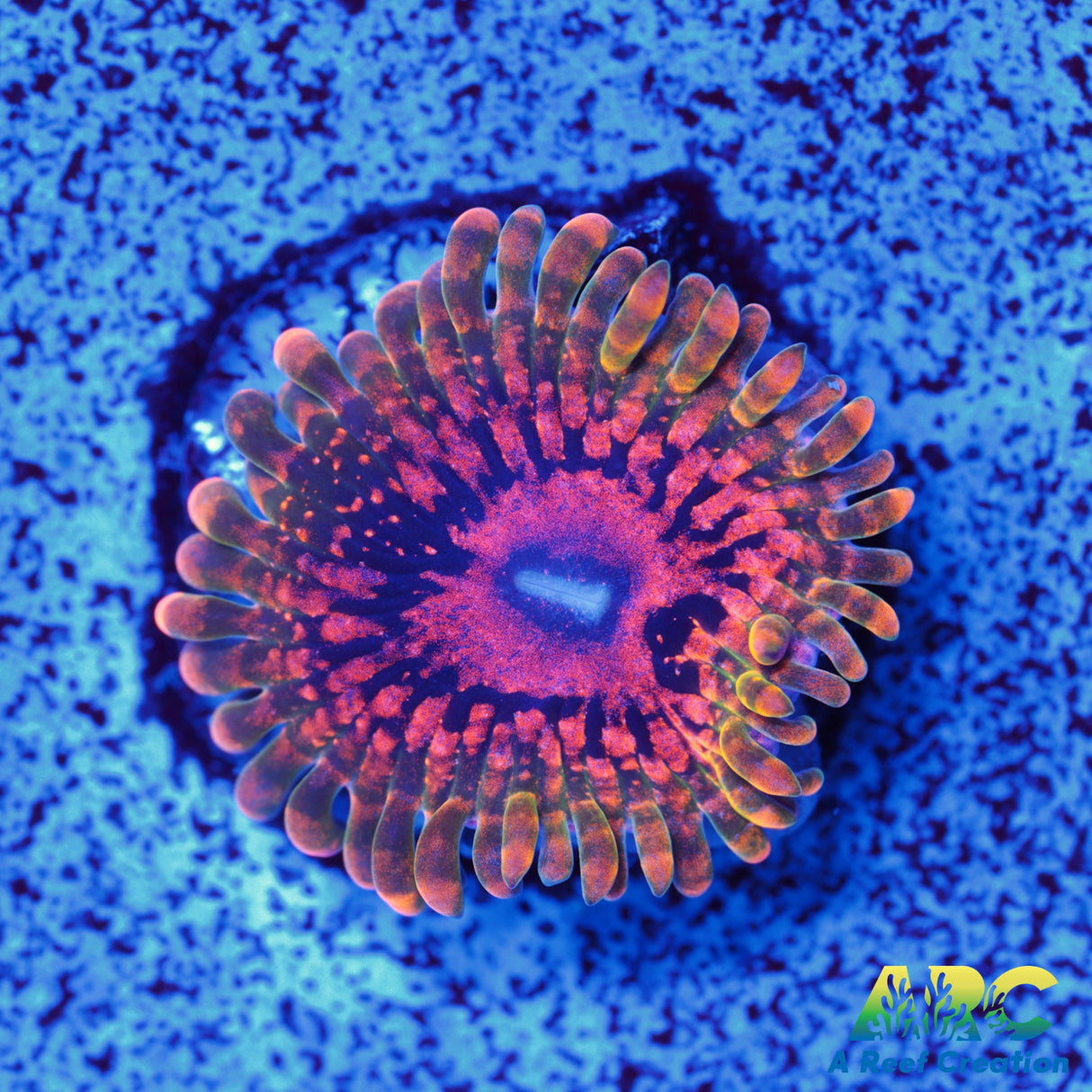 GB Grand Master Krakatoa