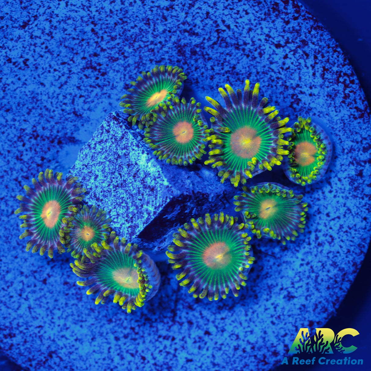 Green Bay Packers Zoa