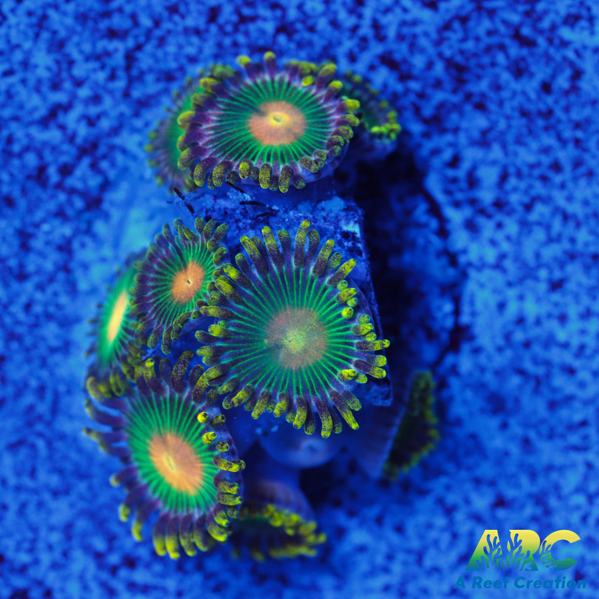 Green Bay Packers Zoa