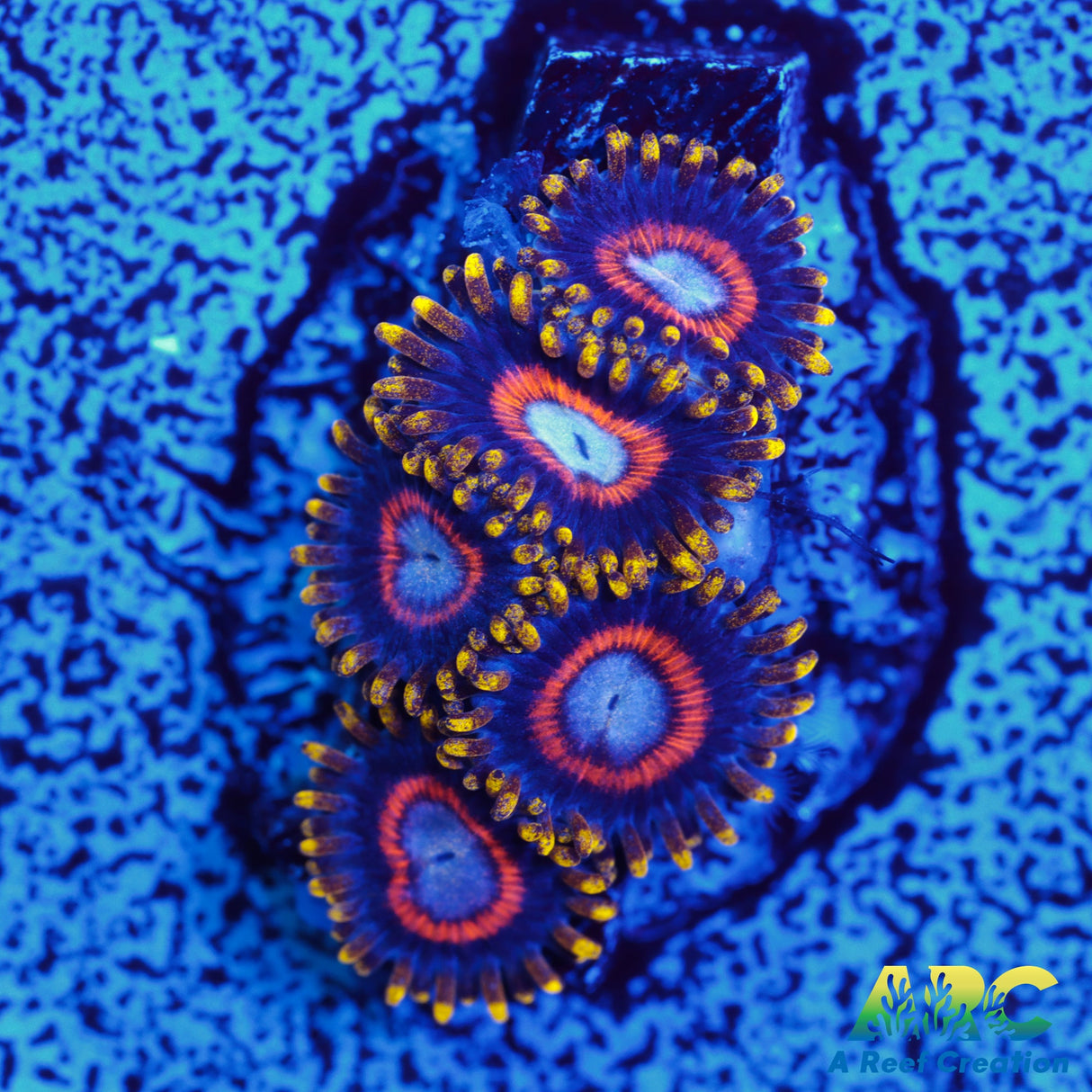 Jawbreaker Zoa