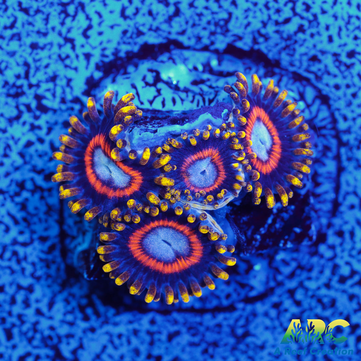 Jawbreaker Zoa