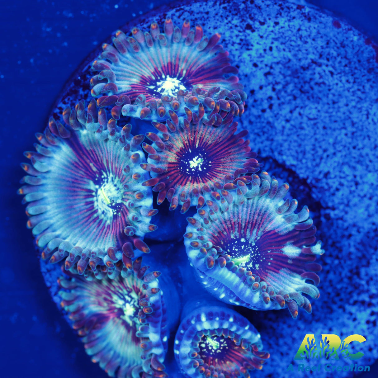 ARC Magical Magician Paly