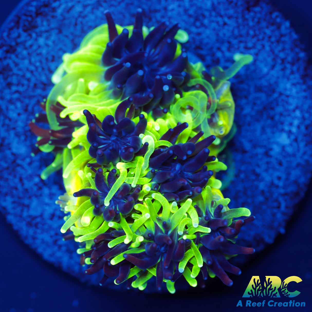 Sonic the Hedgehog Galaxea