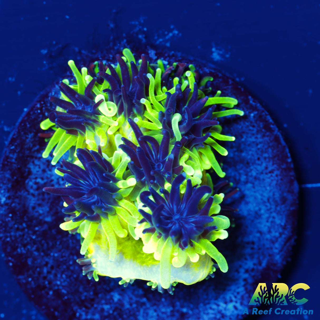 Sonic the Hedgehog Galaxea