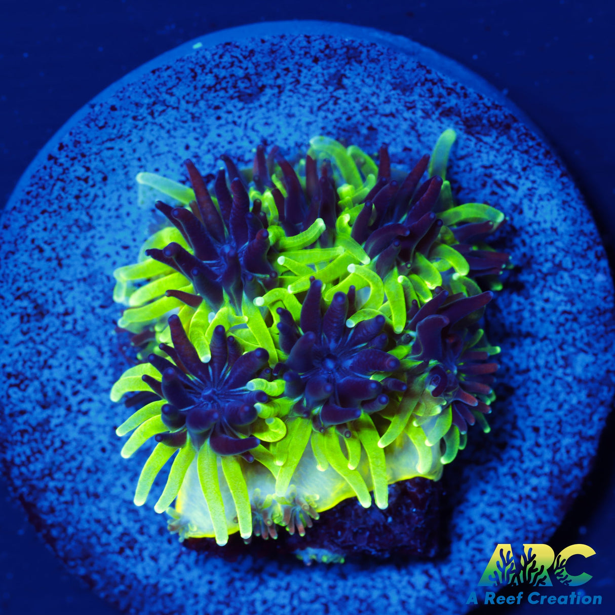 Sonic the Hedgehog Galaxea