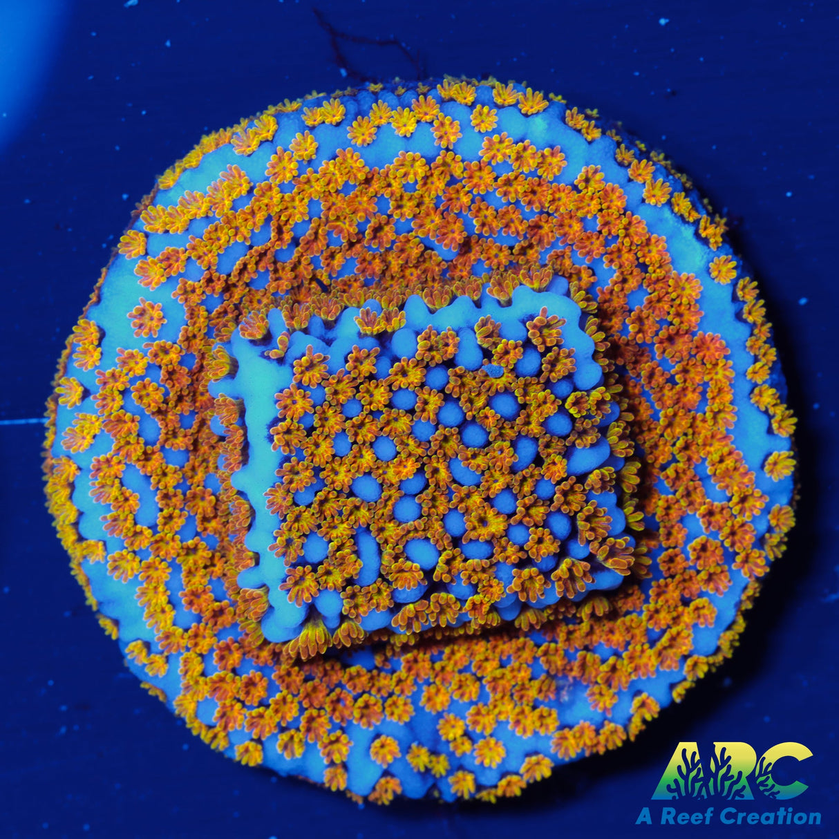 ARC Random Rainbow Monti