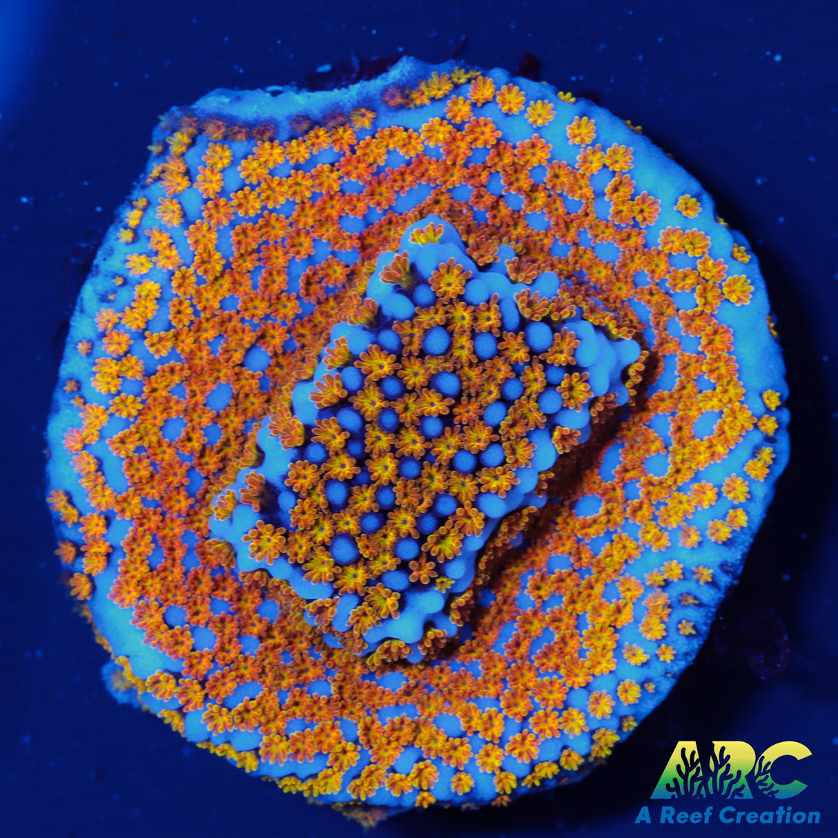 ARC Random Rainbow Monti