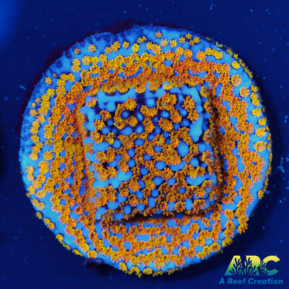 ARC Random Rainbow Monti