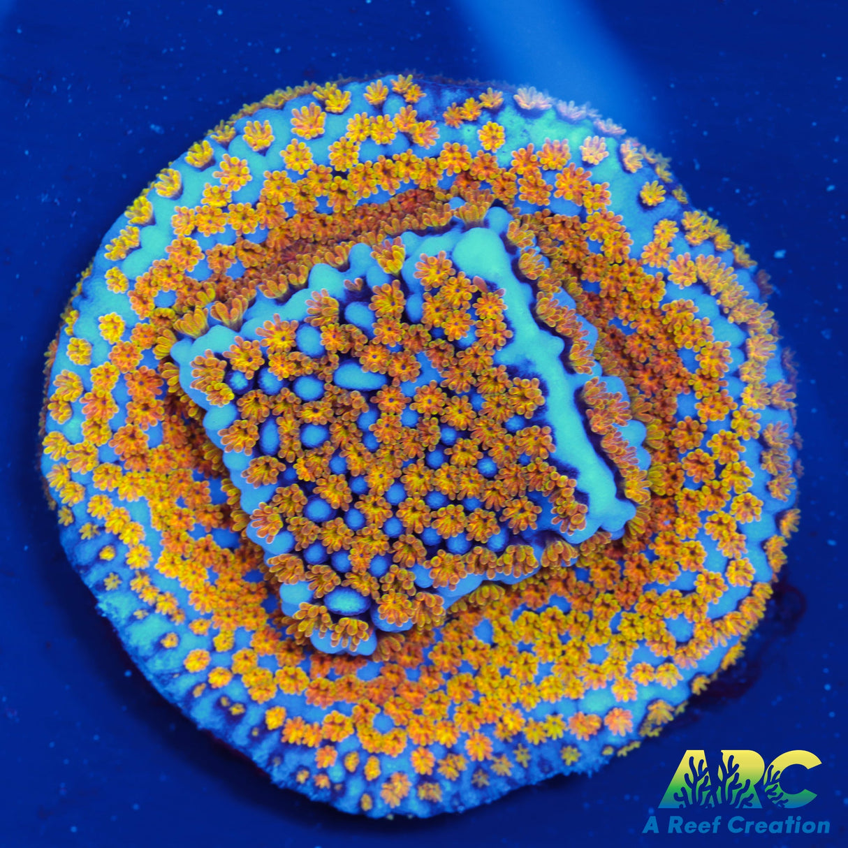 ARC Random Rainbow Monti