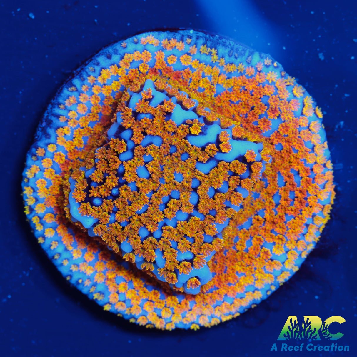 ARC Random Rainbow Monti