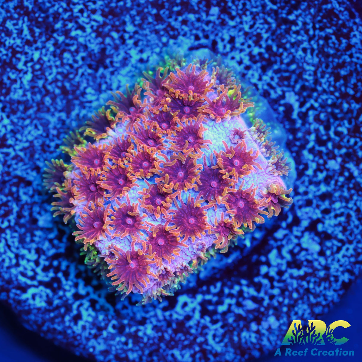 Skittles Bomb Cyphastrea