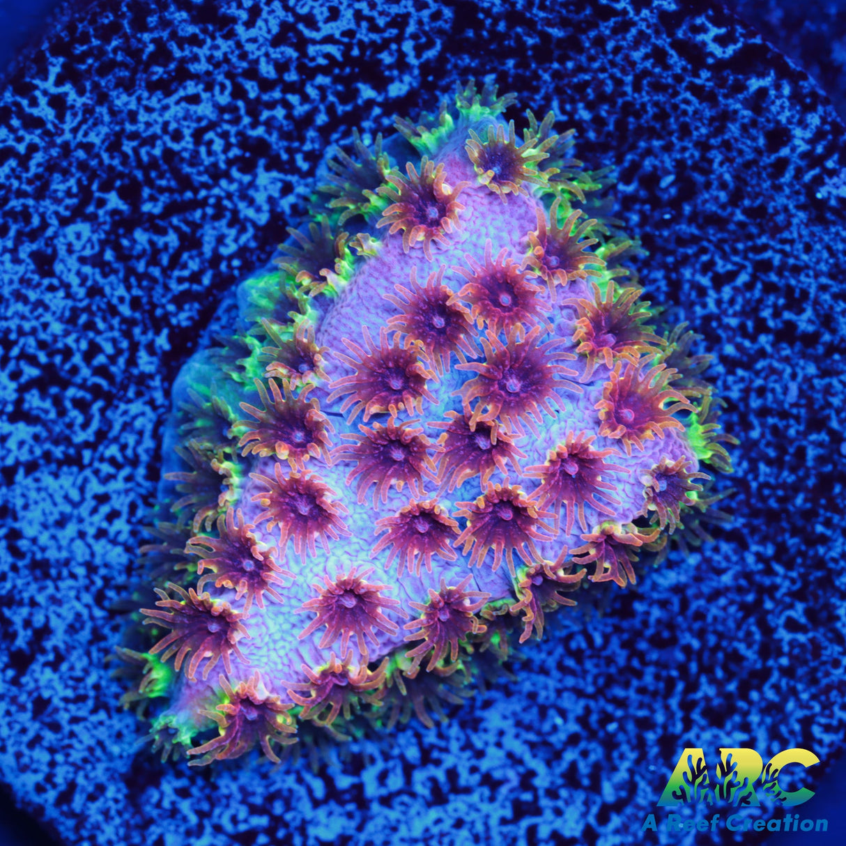 Skittles Bomb Cyphastrea