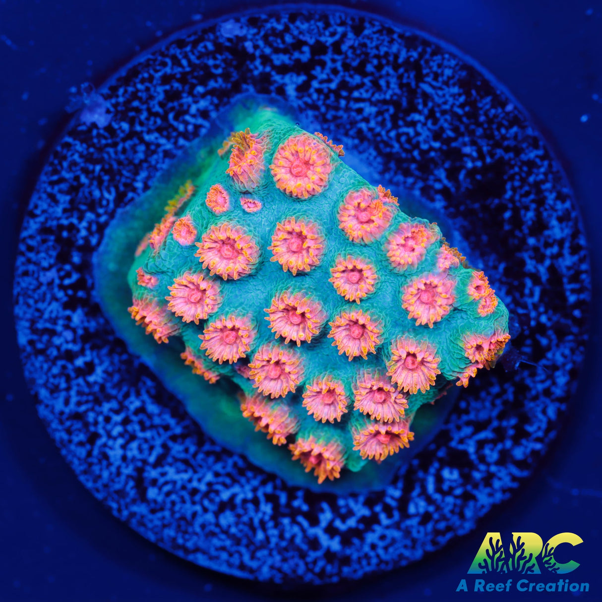 ARC Space Invader Cyphastrea