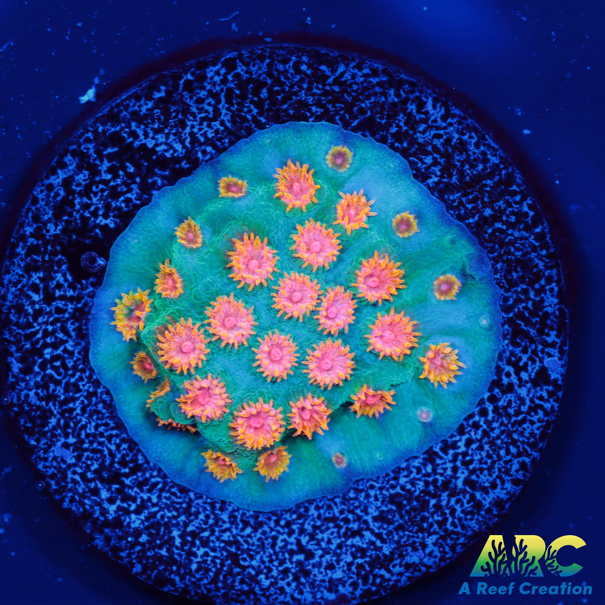 ARC Space Invader Cyphastrea
