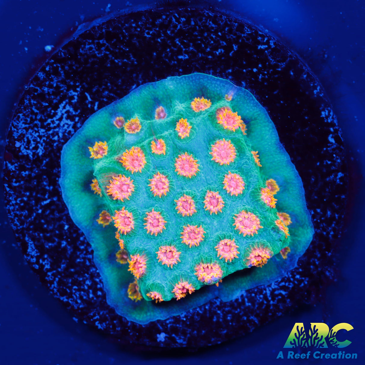 ARC Space Invader Cyphastrea