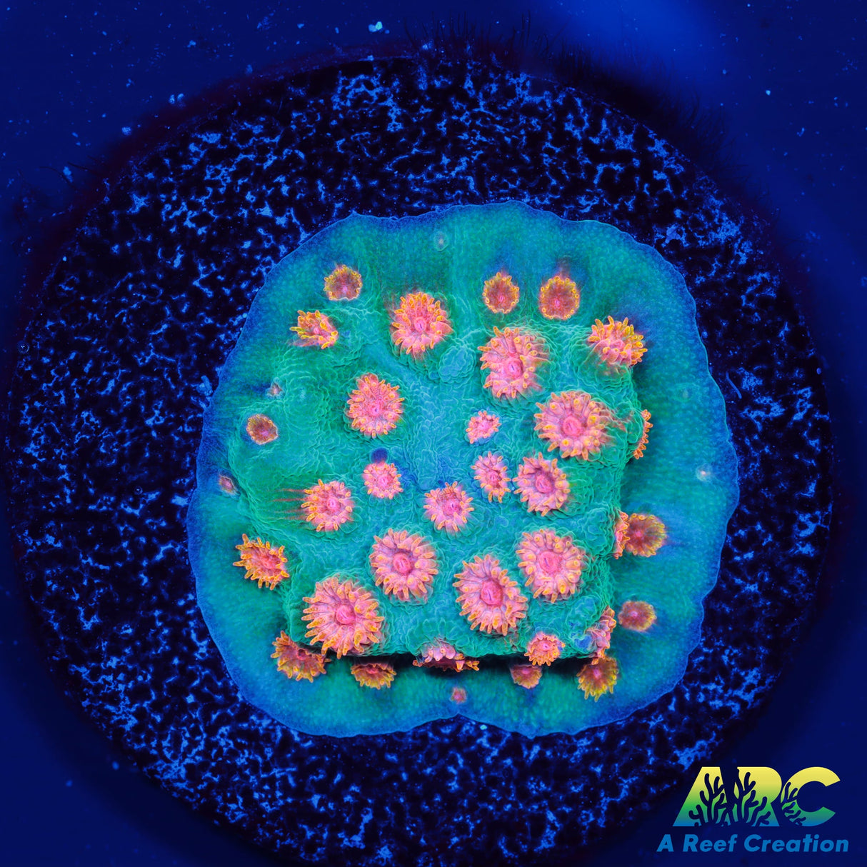 ARC Space Invader Cyphastrea