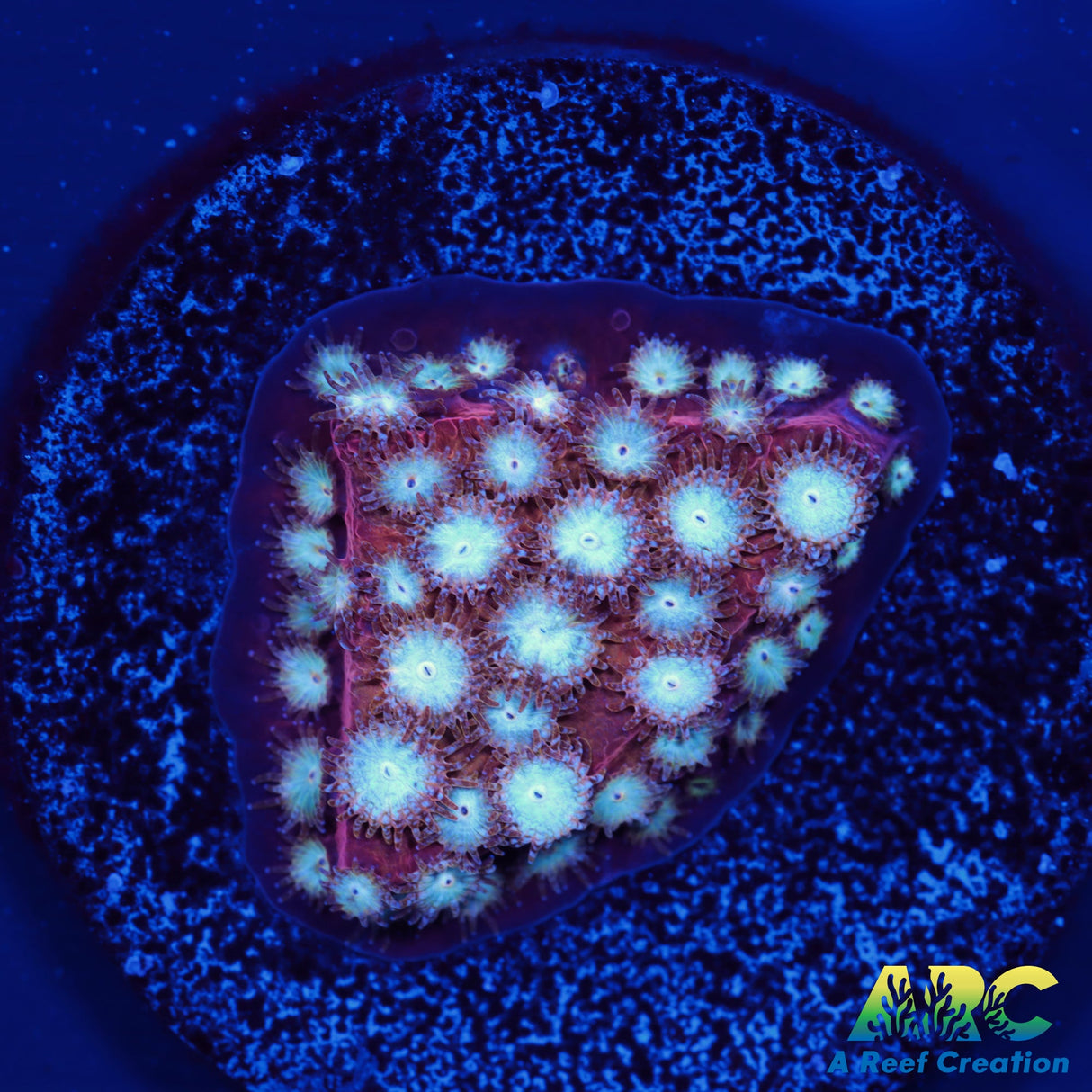 Peppermint Cyphastrea