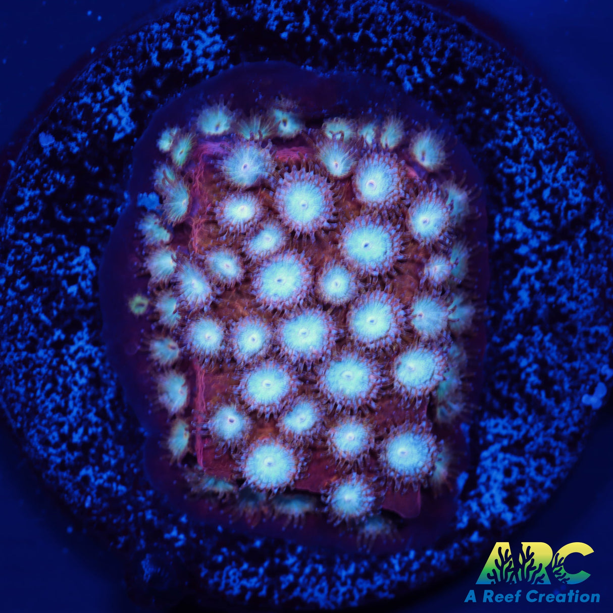 Peppermint Cyphastrea