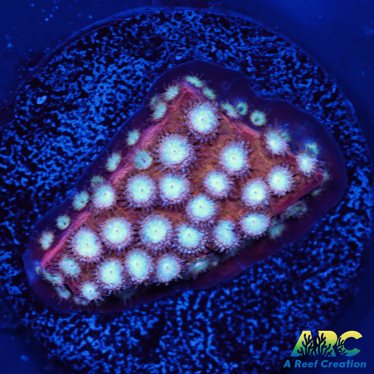 Peppermint Cyphastrea