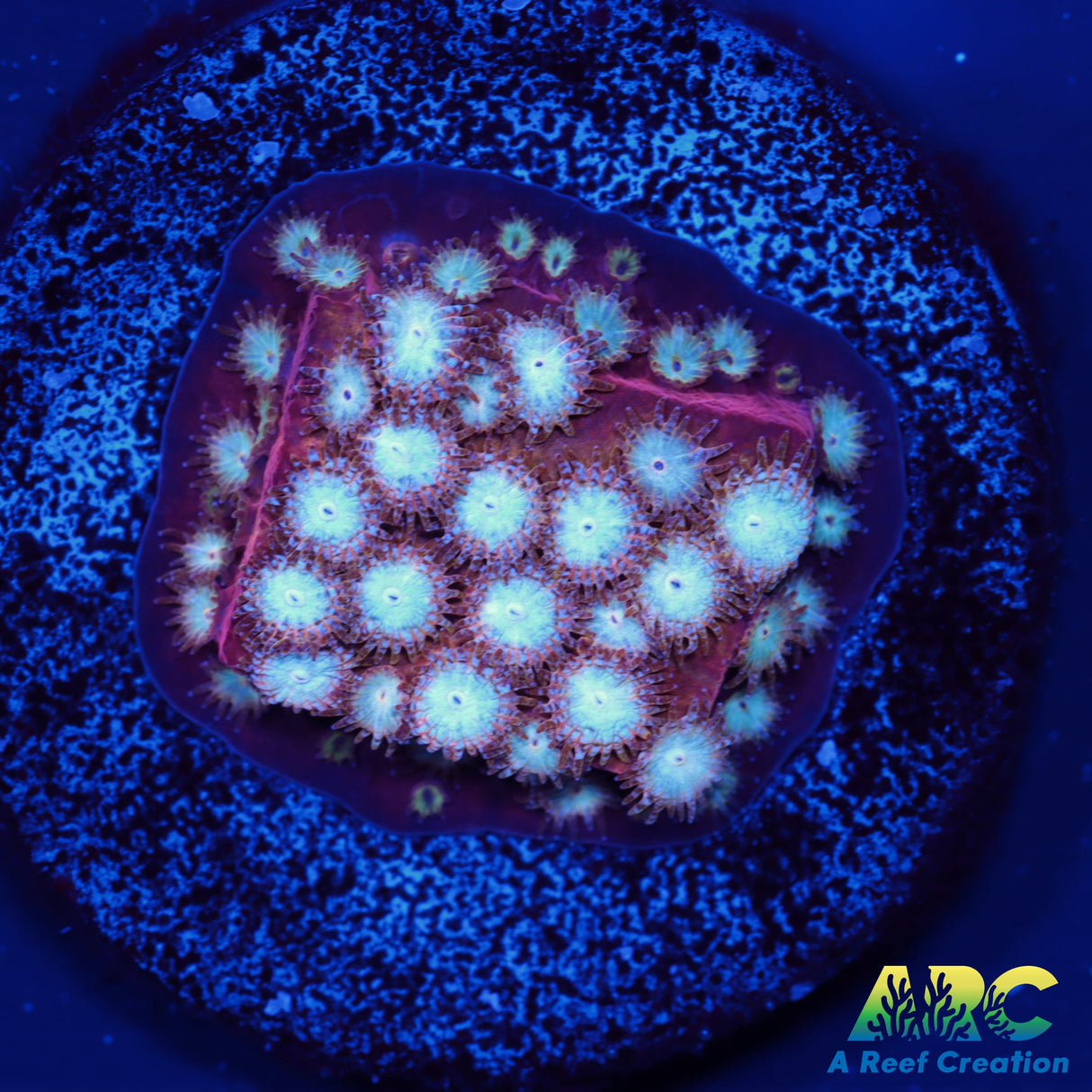 Peppermint Cyphastrea